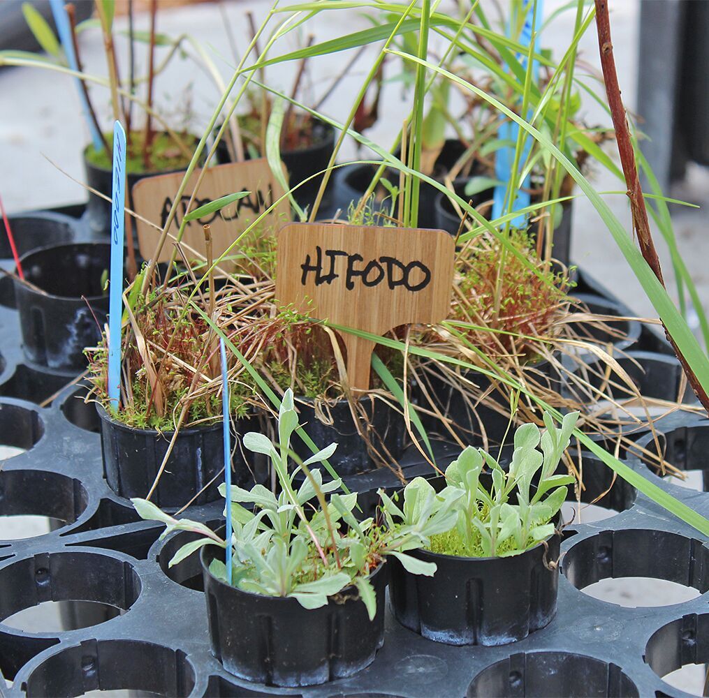 Native plants